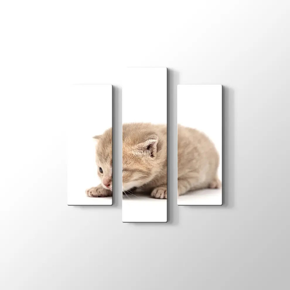 Minik Kedi Yavrusu Kanvas Tablo