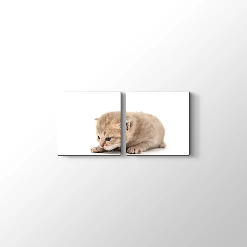 Minik Kedi Yavrusu Kanvas Tablo