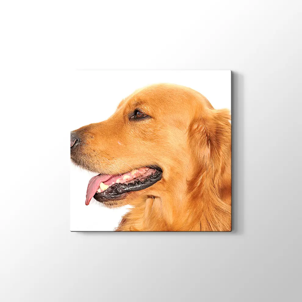 Golden Retriever Köpek