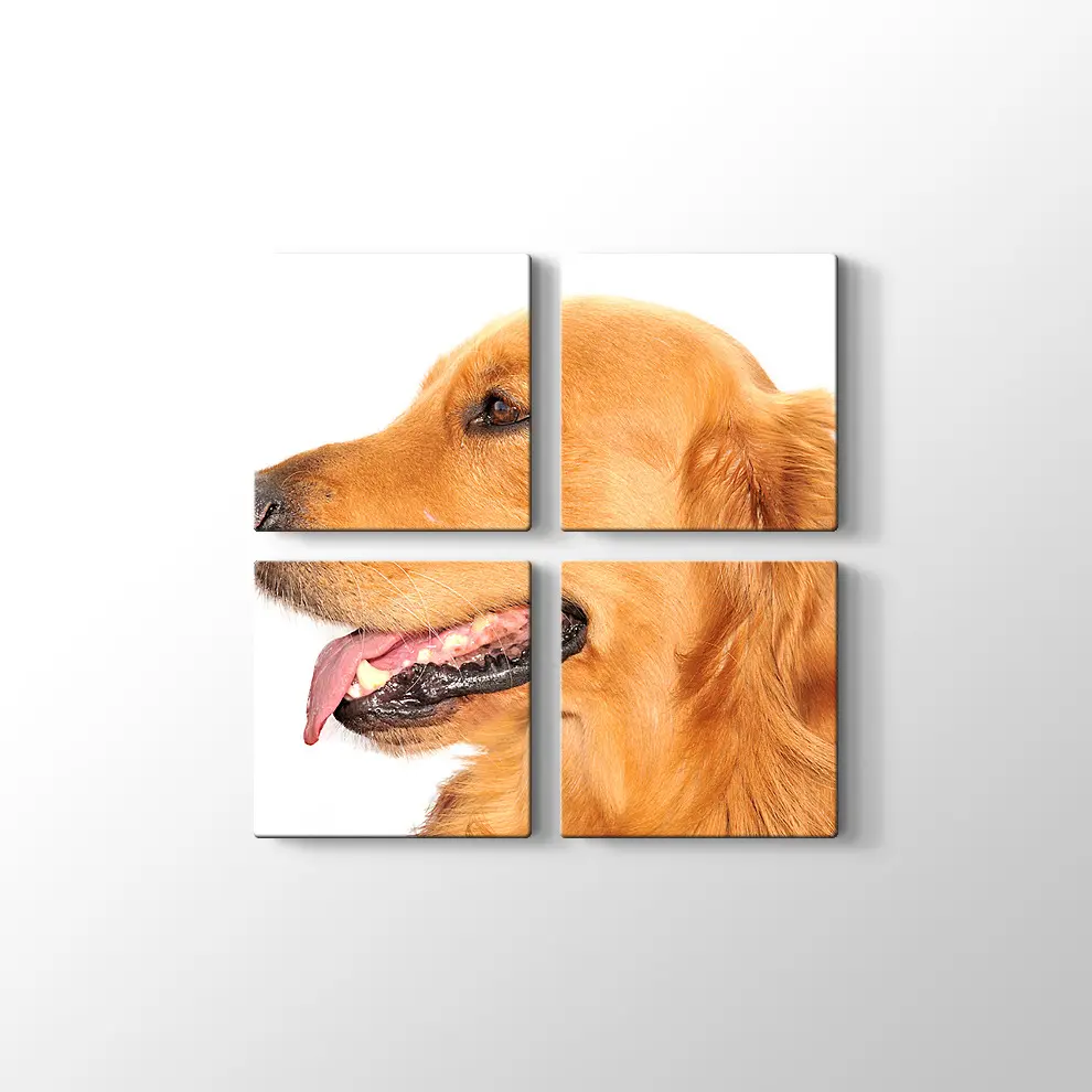 Golden Retriever Köpek