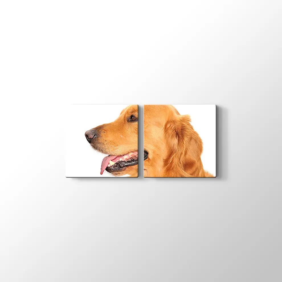 Golden Retriever Köpek