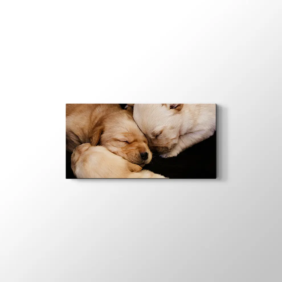 Labrador Yavruları Kanvas Tablo