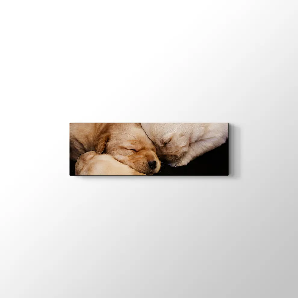 Labrador Yavruları Kanvas Tablo