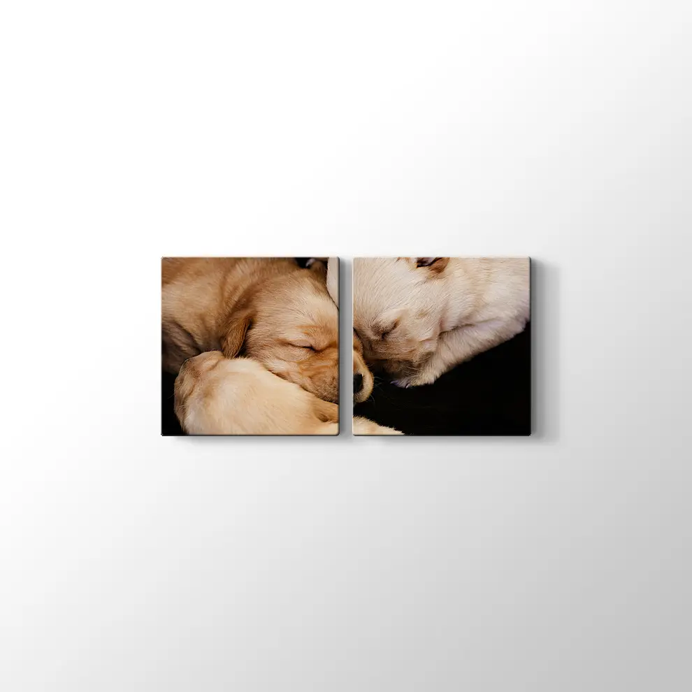 Labrador Yavruları Kanvas Tablo