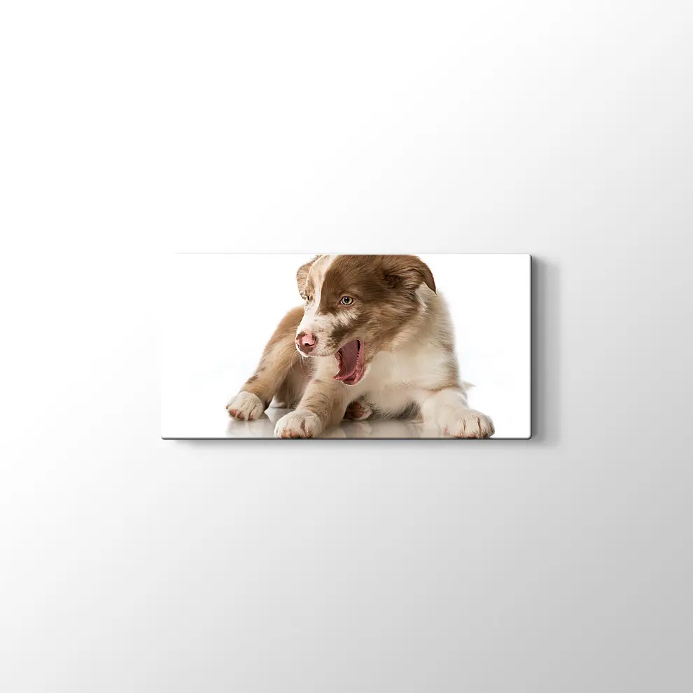 Border Collie Yavrusu Kanvas Tablo