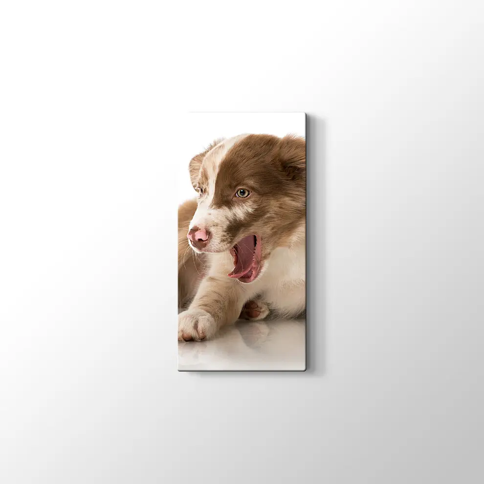 Border Collie Yavrusu Kanvas Tablo