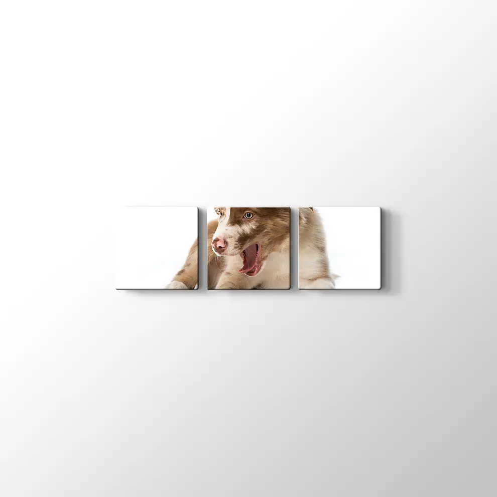 Border Collie Yavrusu Kanvas Tablo