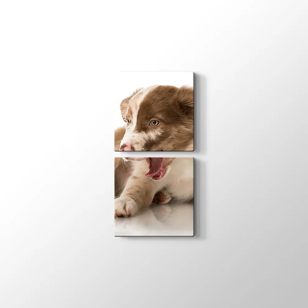 Border Collie Yavrusu Kanvas Tablo