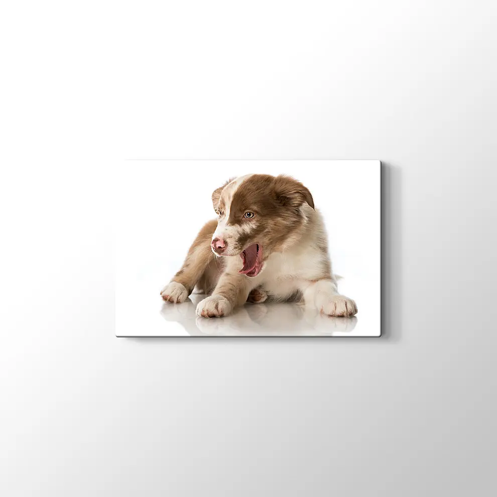 Border Collie Yavrusu Kanvas Tablo