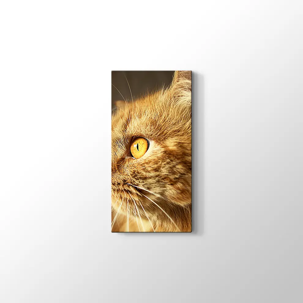 Turuncu Gözlü Kedi Kanvas Tablo