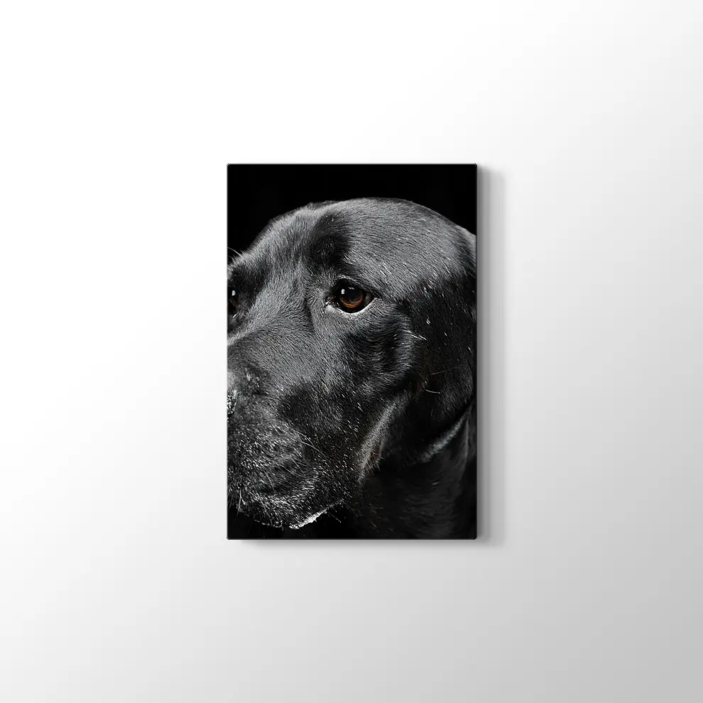 Siyah Köpek Kanvas Tablo