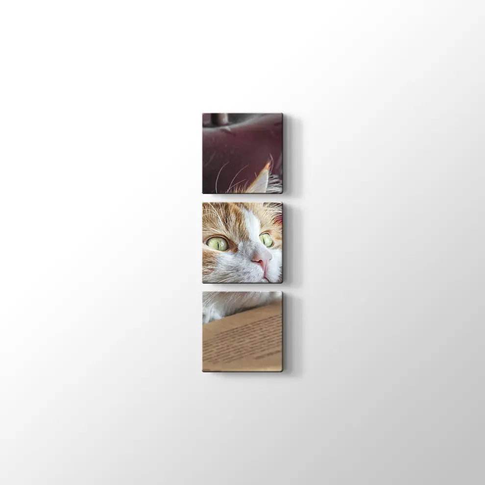 Şaşkın Kedi Kanvas Tablo