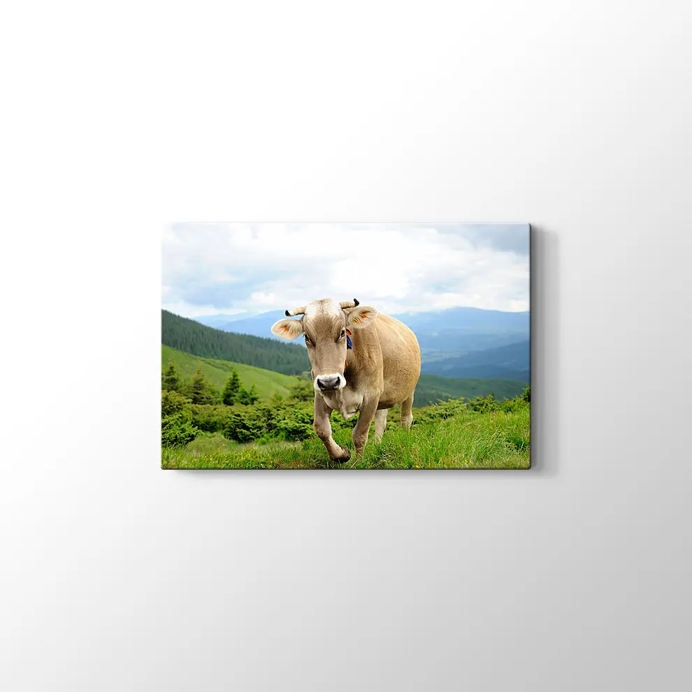 Çayırda İnek Fotoğrafı