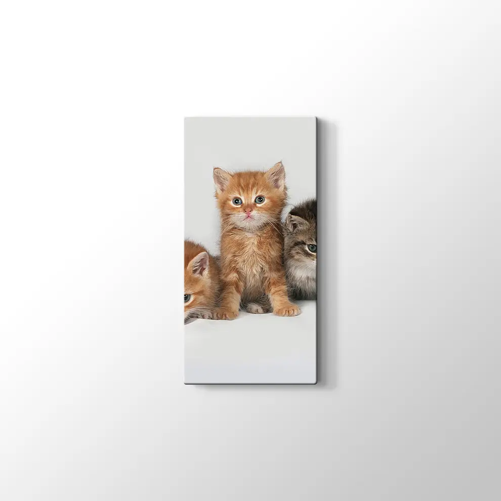 Kedi Yavruları Kanvas Tablo