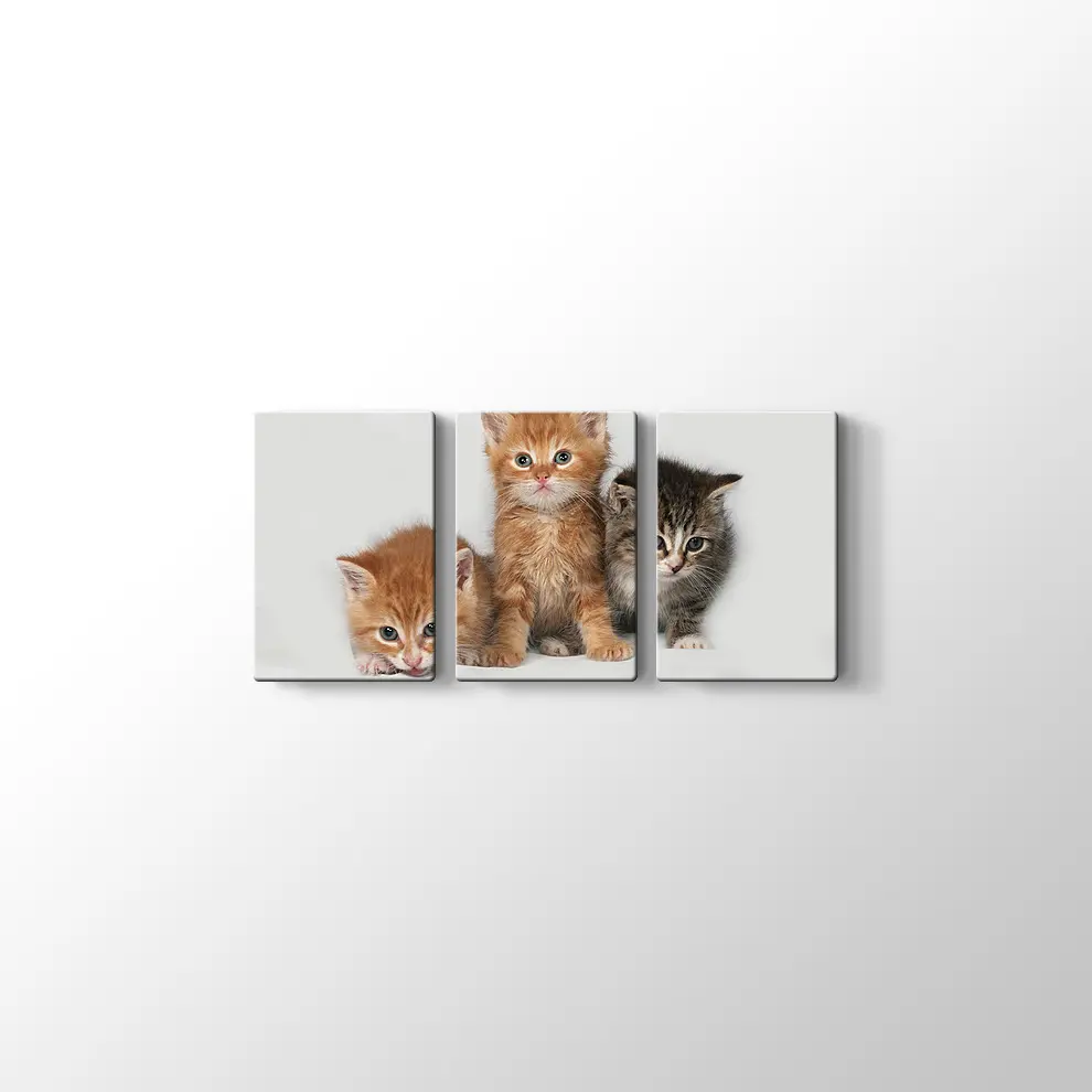 Kedi Yavruları Kanvas Tablo