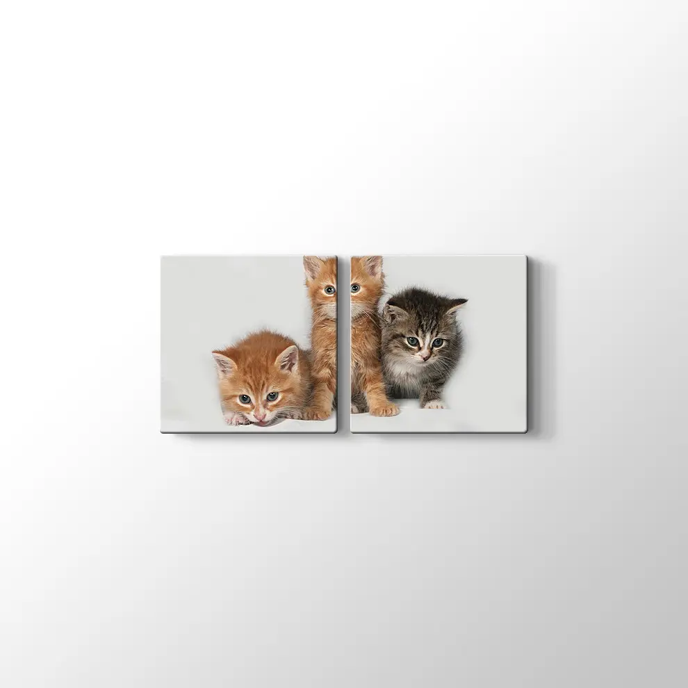 Kedi Yavruları Kanvas Tablo