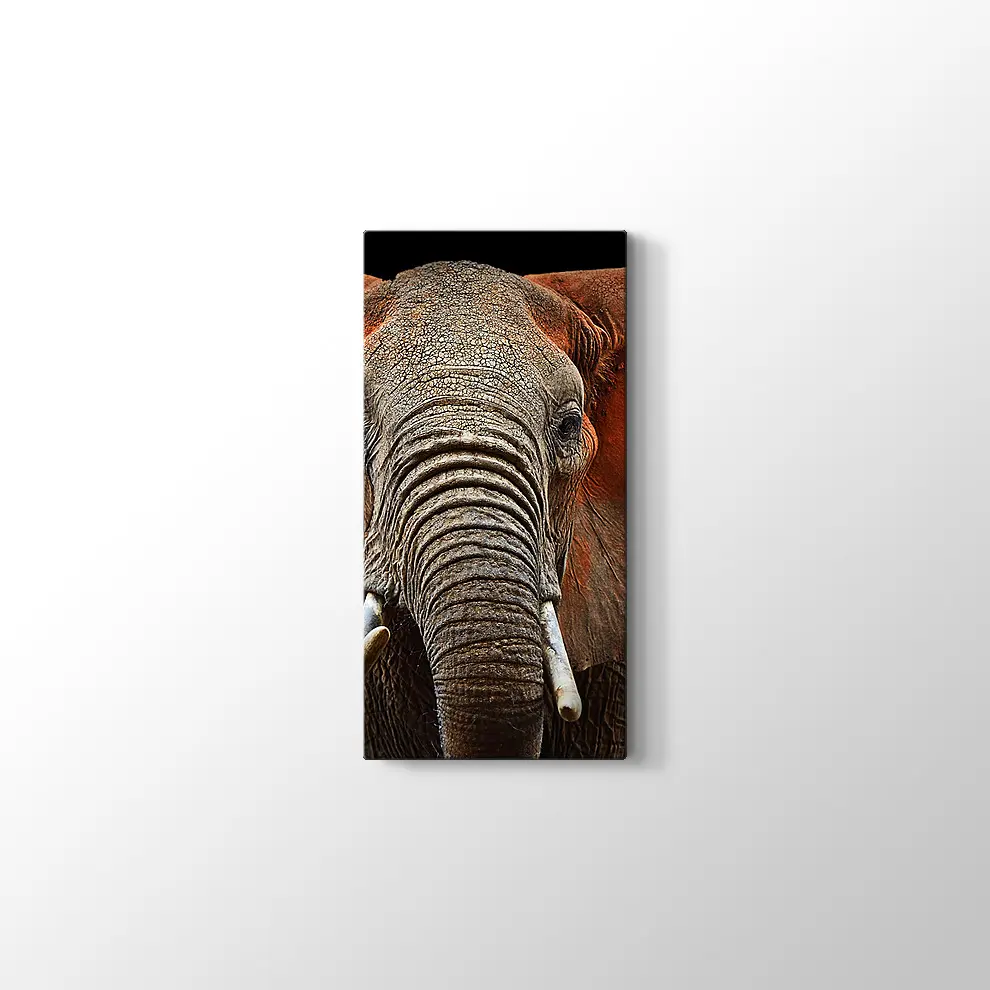 Afrika Fili Kanvas Tablo