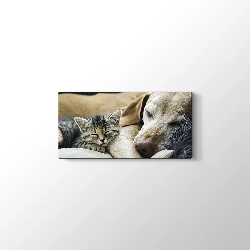 Kedi Köpek Dostluğu