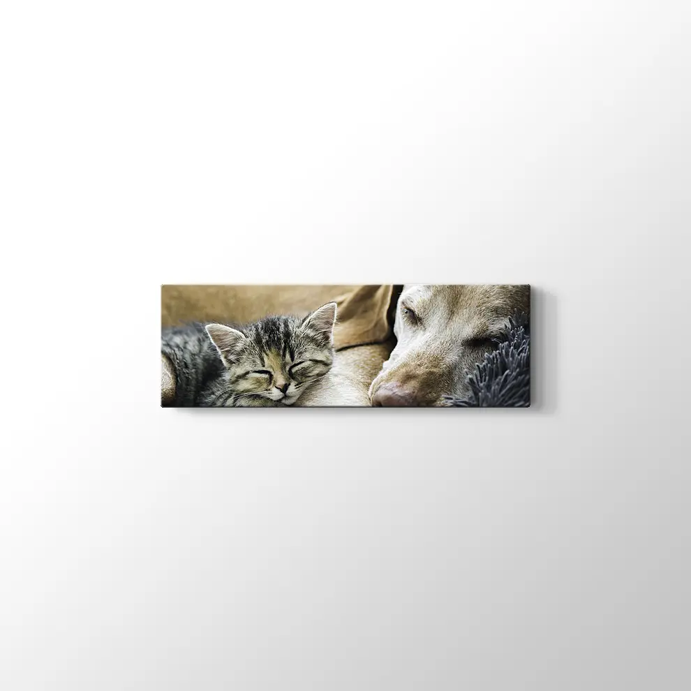 Kedi Köpek Dostluğu