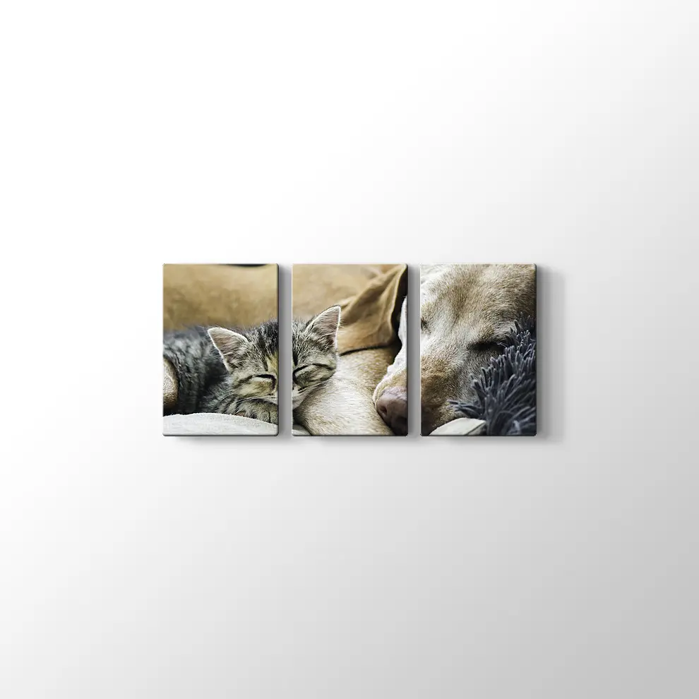Kedi Köpek Dostluğu