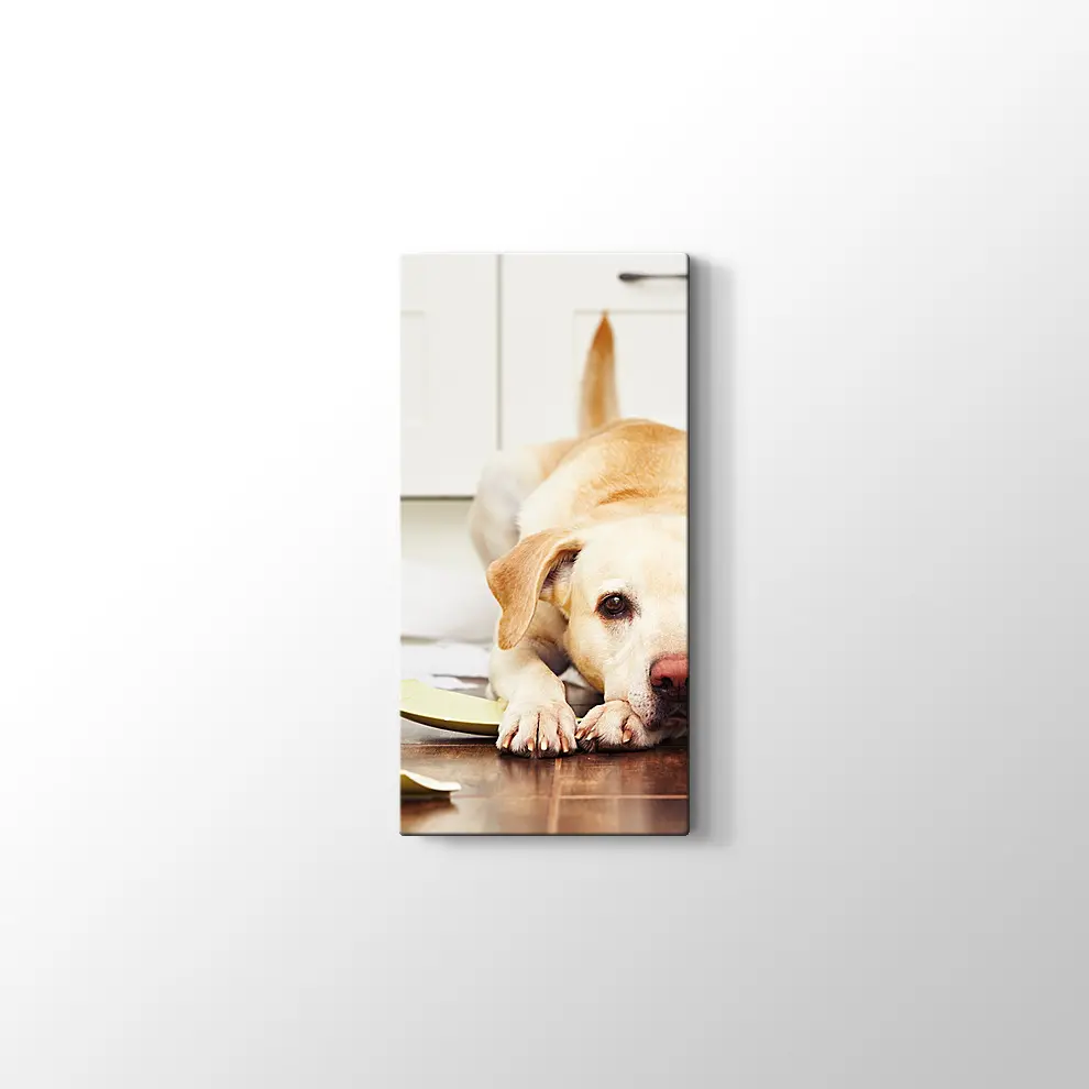 Sevimli Köpek Kanvas Tablo