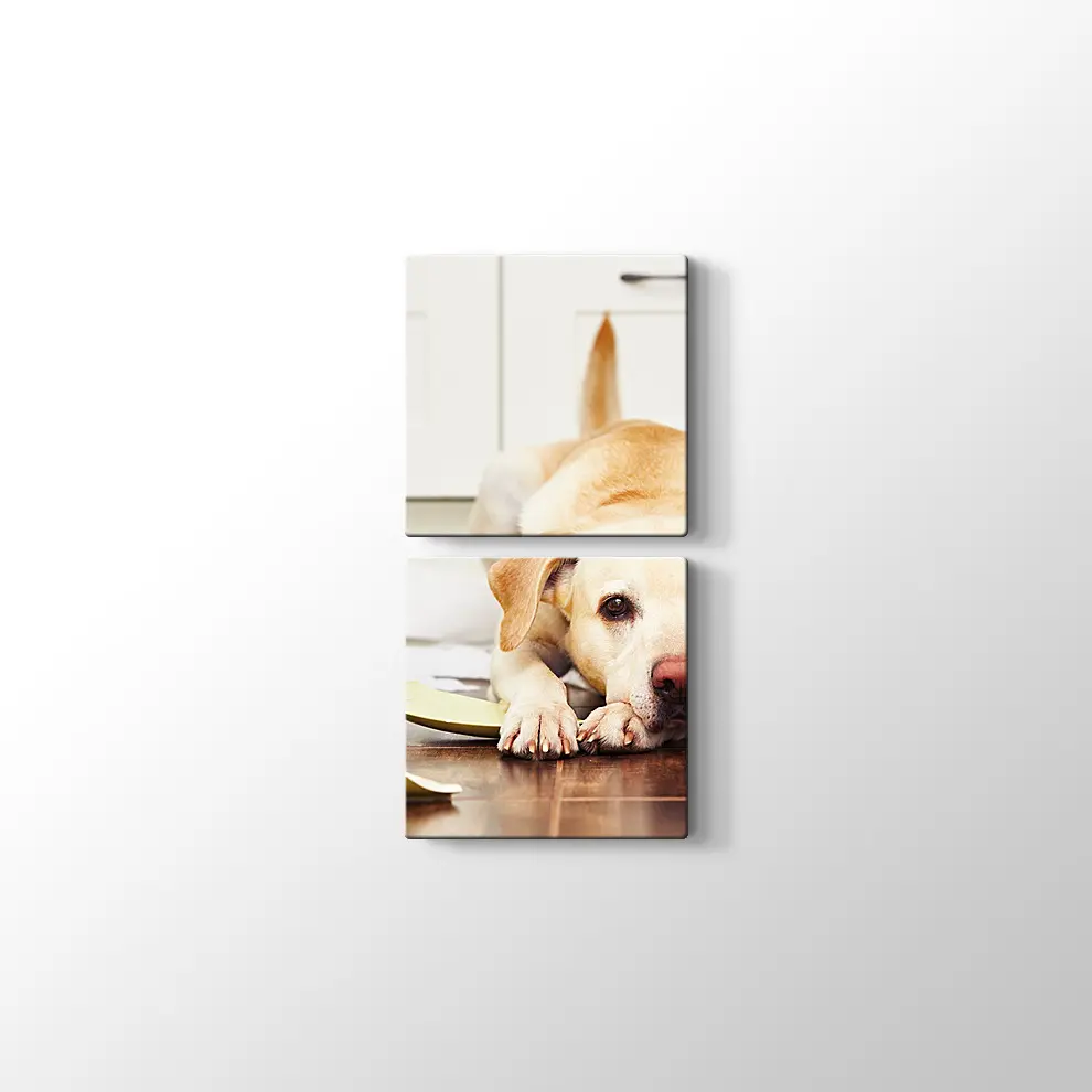 Sevimli Köpek Kanvas Tablo