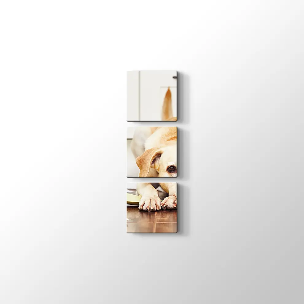 Sevimli Köpek Kanvas Tablo