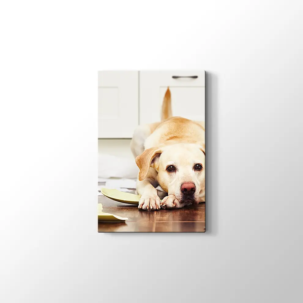Sevimli Köpek Kanvas Tablo