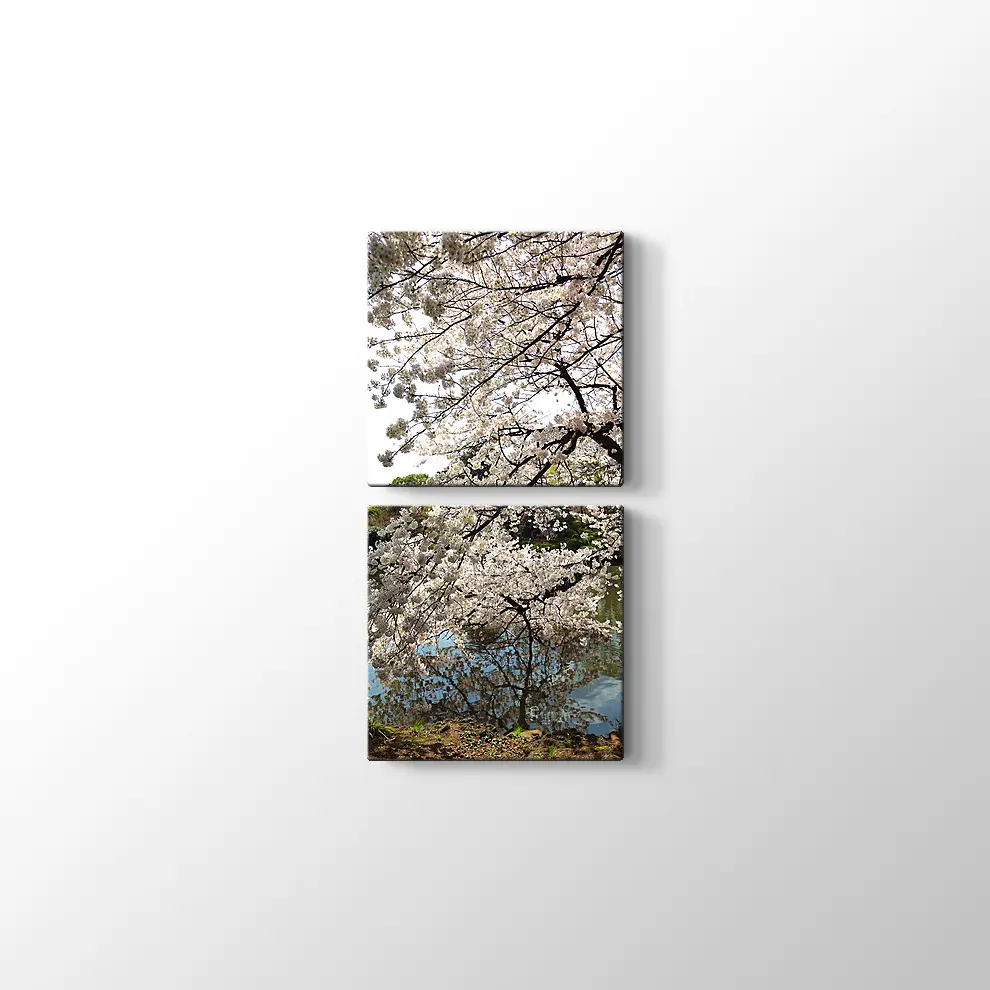 Beyaz Sakura Ağacı Kanvas Tablo