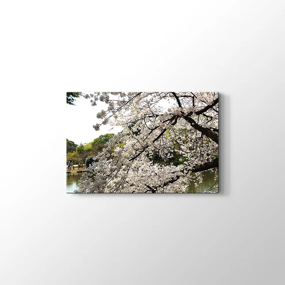 Beyaz Sakura Ağacı Kanvas Tablo
